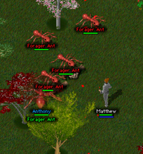 Large and ordinary Forager Ants showing creature level size differences